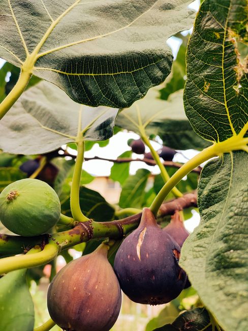 Dikke vijgen aan tak met grote bladeren in Latiumse boomgaard