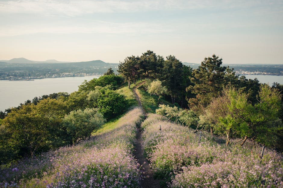Hilltop vineyard trail with a viewpoint over Lake Albano