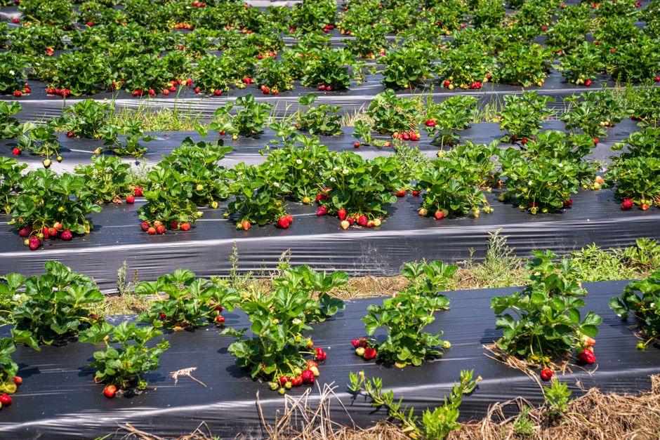 Rijen aardbeiplanten met rijpe vruchten op zwarte mulch in Latium