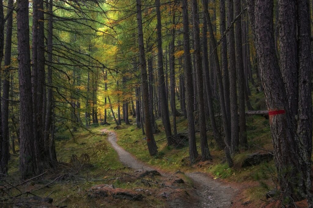 Narrow forest trail winding through pine woods near Subiaco, Latium.
