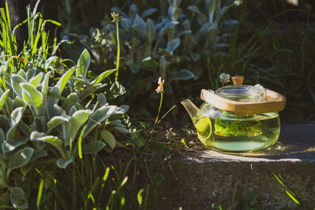 giardino con piante per tisane