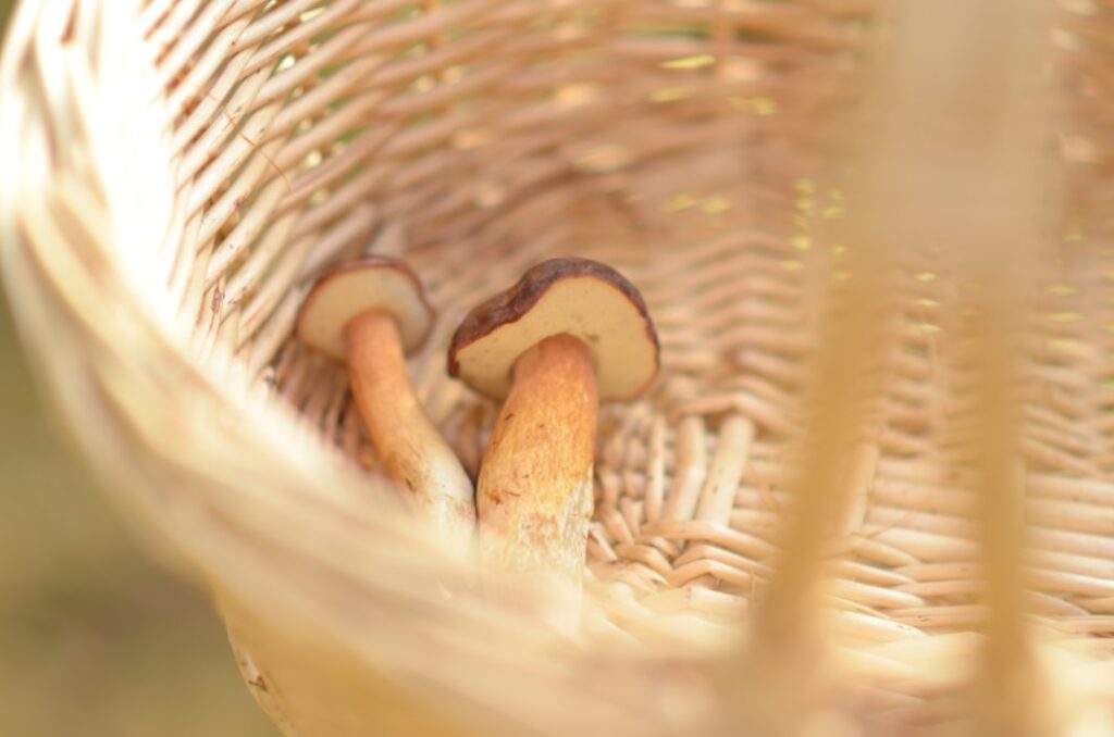 Autumn forest with porcini mushrooms