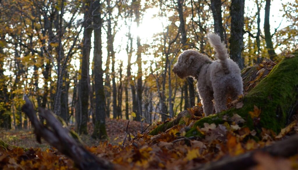 truffelhond in het bos tijdens ochtendexcursie