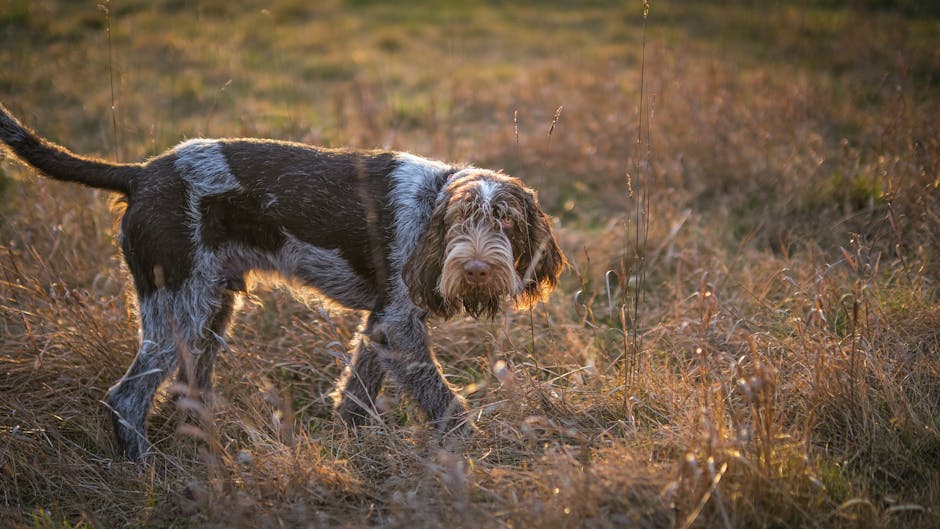 Truffle hunting dog at work