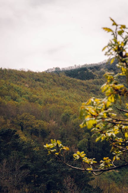 Rolling Umbrian forest landscape