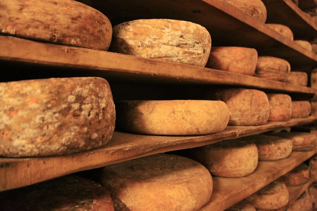 Tradycyjna piwnica dojrzewania serów w Perugii z półkami pełnymi kręgów pecorino