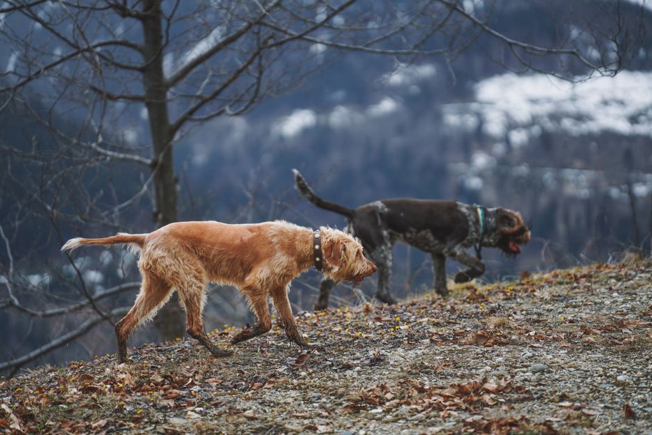 Cani da tartufo durante una caccia nelle foreste umbre
