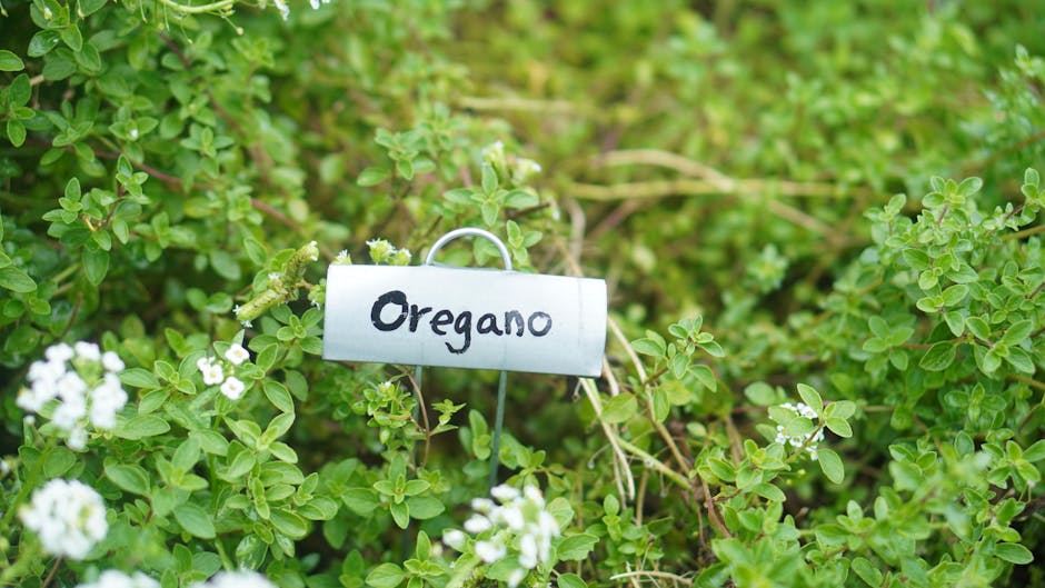 Bundles of Greek oregano and herbs