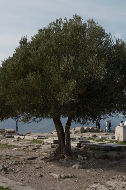 Museo dell'Acropoli e olio d'oliva