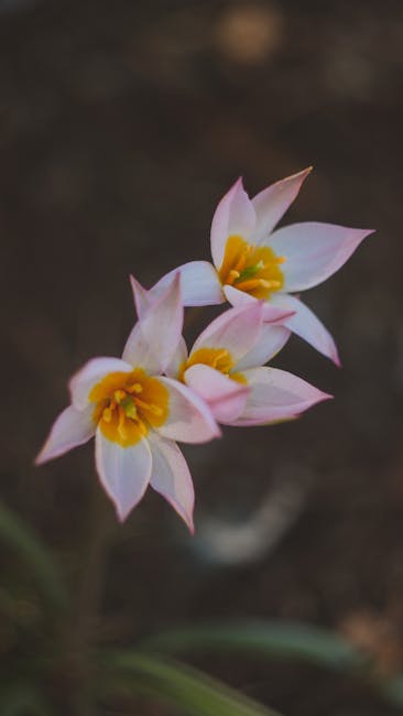 Fleurs roses et blanches à cœur jaune, petite espèce botanique de Crète
