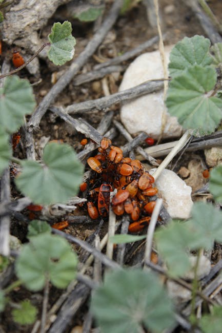 Regroupement d'insectes orange sur sol herbeux, végétation basse de Crète