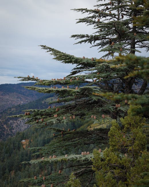 Cèdre aux nombreux cônes, branches étagées sur paysage montagneux crétois