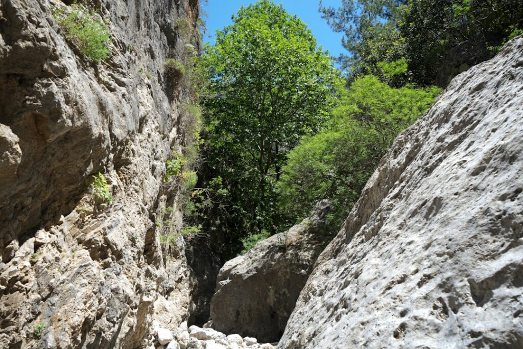 Gorge étroite aux parois calcaires et grand arbre central en Crète