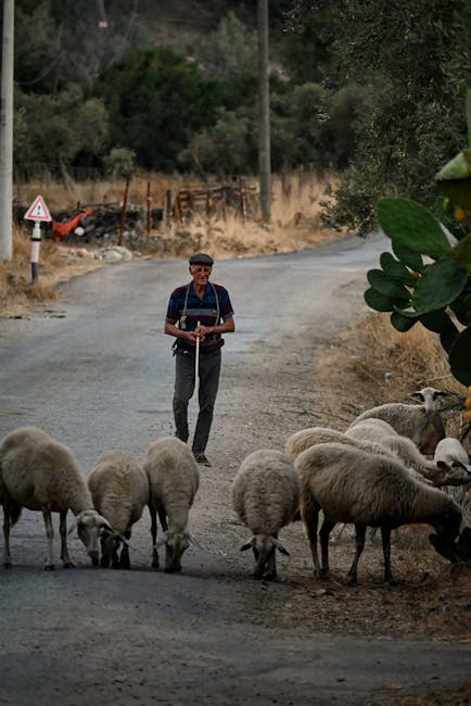 Berger guidant son troupeau de moutons sur une route crétoise