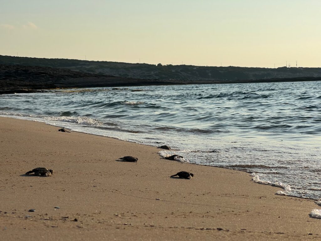 Plusieurs bébés tortues marines rampent vers la mer en Crète