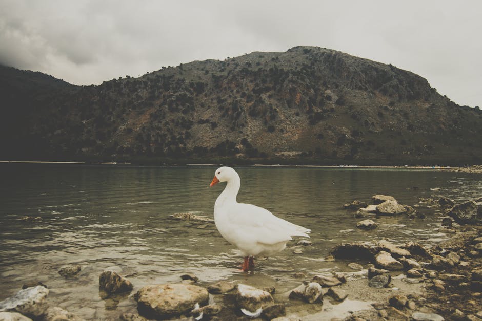 Oiseau aquatique blanc aux pattes rouges sur le rivage crétois