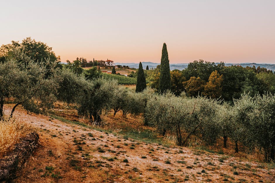 Oliviers au coucher de soleil, collines et cyprès en Crète
