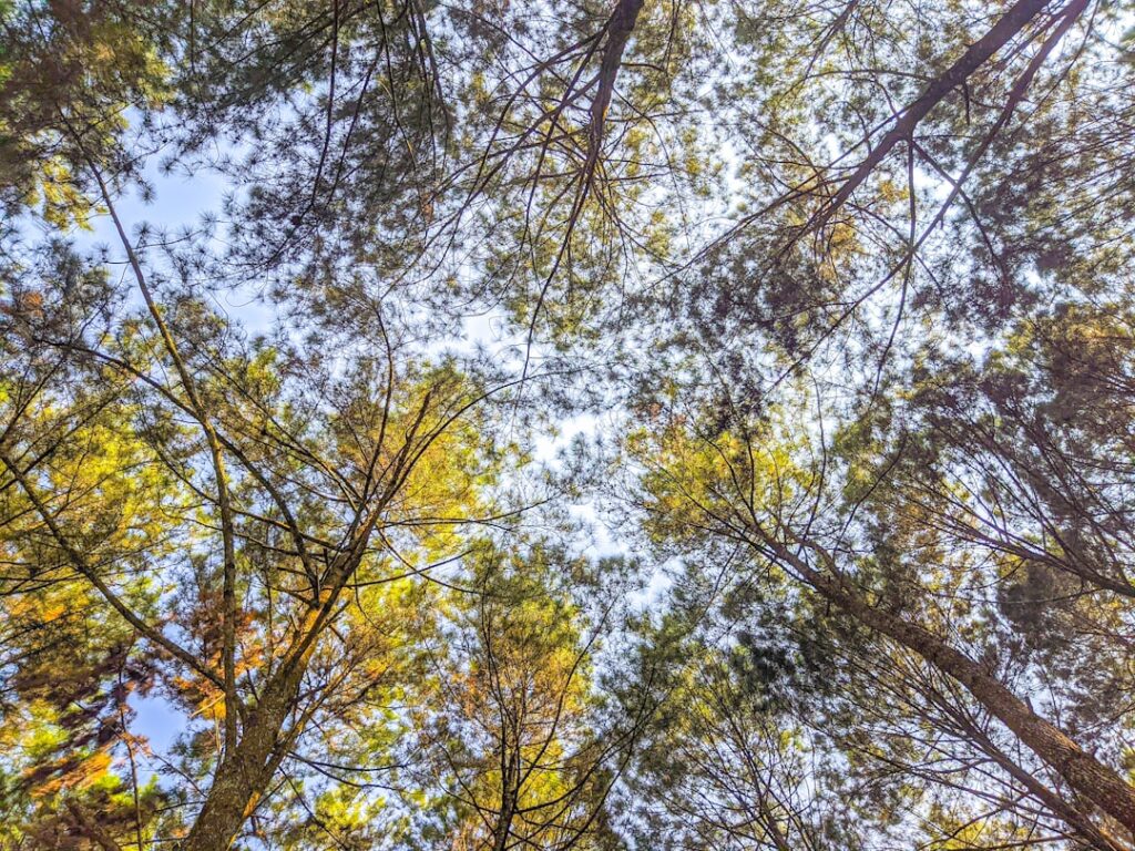 Canopée de pins en Crète, percée de rayons lumineux