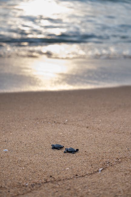 Deux petites tortues récemment écloses se dirigent vers la mer crétoise