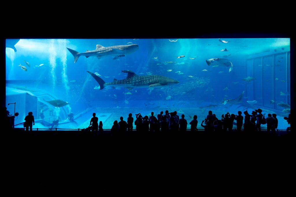 Grand aquarium de Crète avec requins-baleines et silhouettes de visiteurs