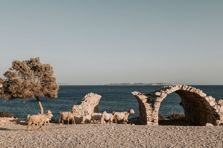 Kudde geiten loopt langs rotsstrand met stenen bogen aan de zee, Kreta