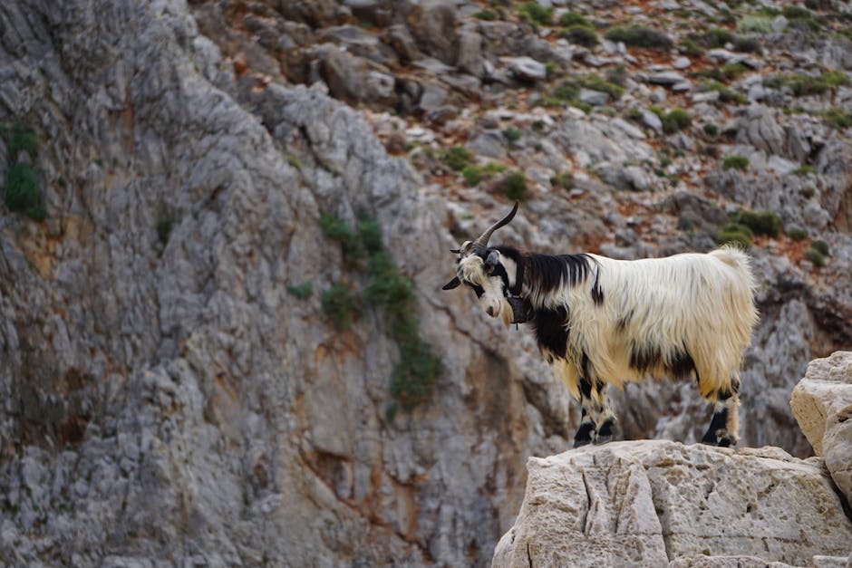 Langharige geit staat op rots met bergachtige achtergrond op Kreta