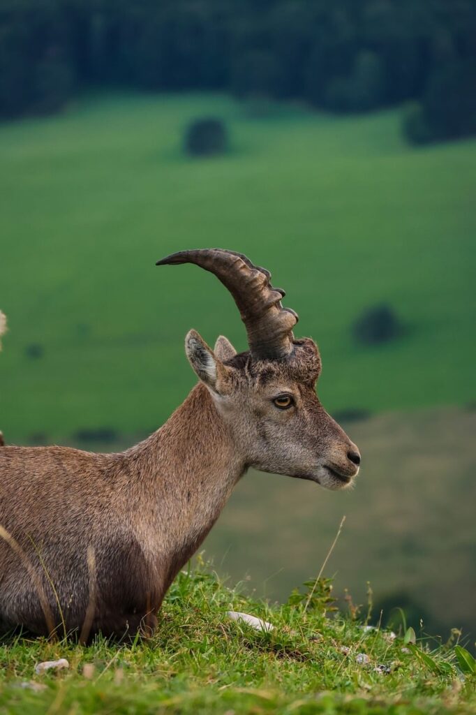 Steenbok ligt in het gras met een groen dal op de achtergrond, Kreta