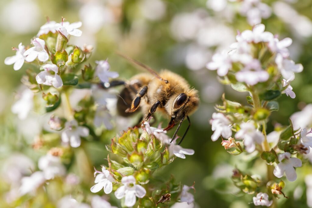 Abeille butinant fleurs blanches de thym sauvage crétois