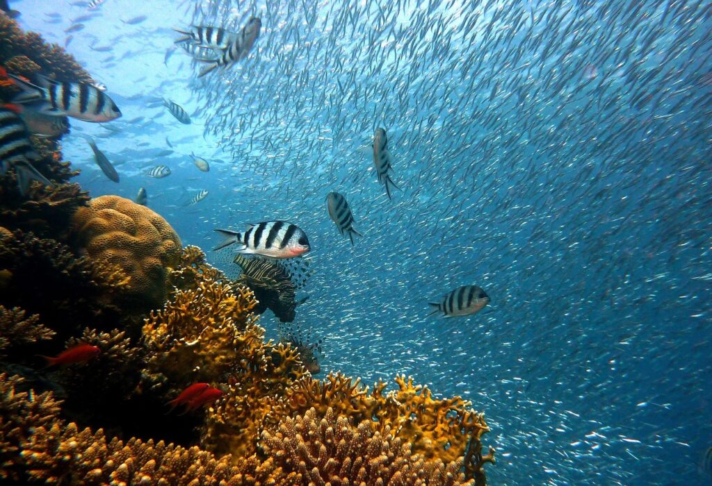 Snorkeling: przejrzyste wody i koralowe ryby przy Chrissi