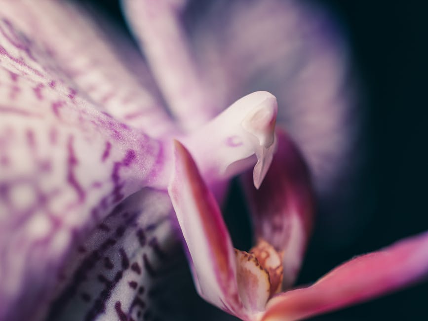 Close-up detail van een orchideeënlip met patronen, Kreta