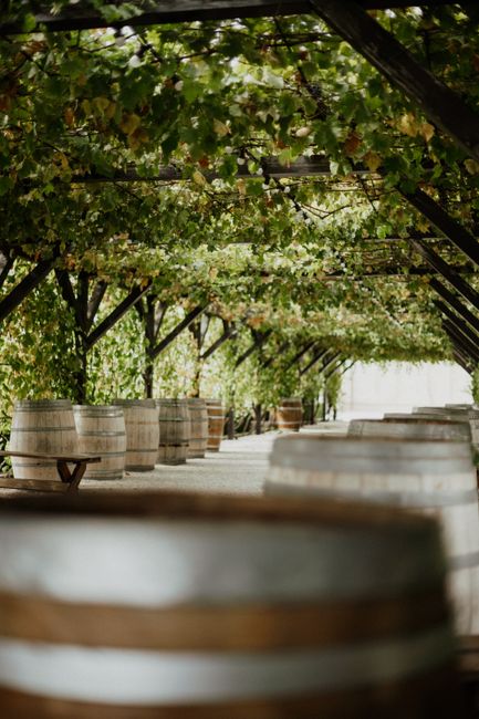 Pergola z winoroślą i drewnianymi beczkami w winnicy na Krecie