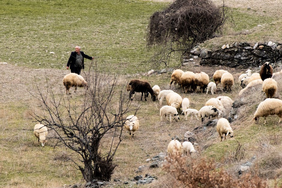Pasterz z trzodą owiec pasący się na górskim zboczu Krety