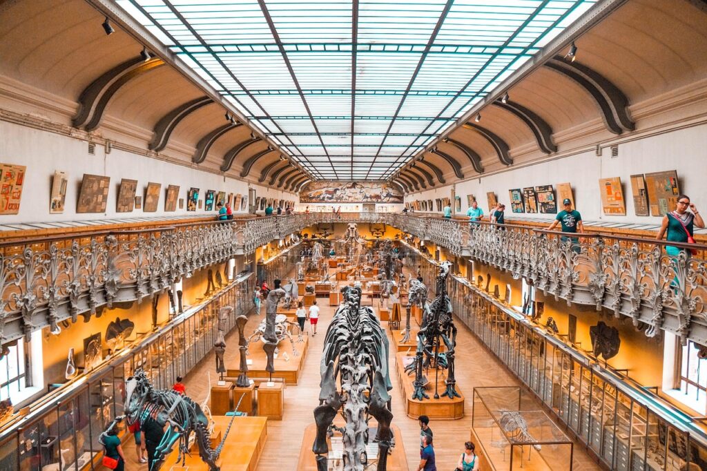 Grande galerie de musée naturaliste avec rangée de squelettes de dinosaures