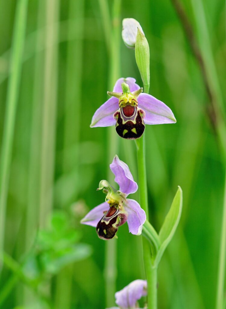 Ophrys apifera, de bijenorchis, op een kustweide