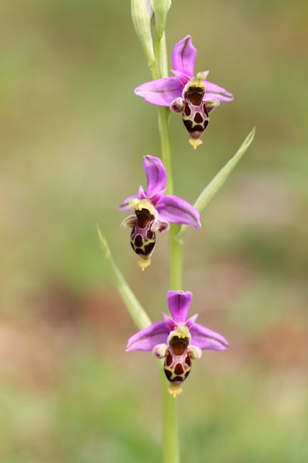 Close-up van Ophrys cretica met donkerbruin lipje op een Kretenzische helling