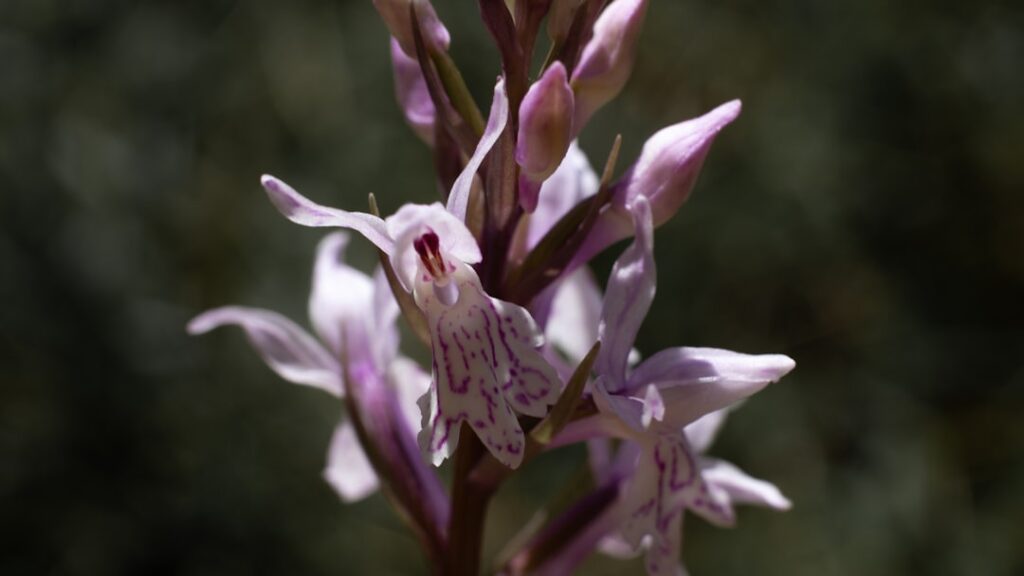 Orchis italica met kenmerkende 'naakte mannetje' vormen