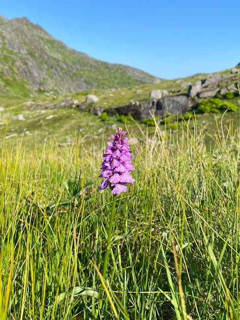 paarse orchidee tussen hoog gras in bergweide op Kreta