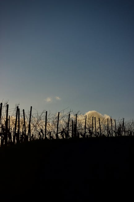Chianti Classico vineyard sunset view