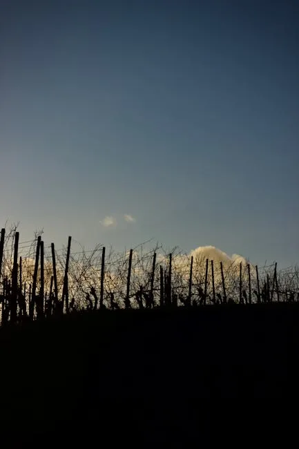 Rangée de piquets et vignes nues silhouettées au crépuscule près de Sienne