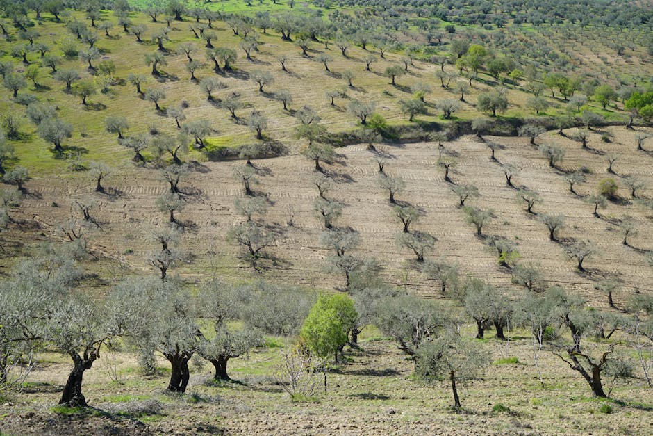 Castello di Brolio olive trees hilltop view