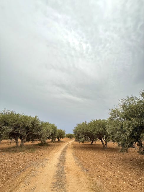 Country road Siena olive groves