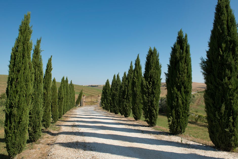 Gravel driveway lined with tall cypress trees in the Siena countryside.