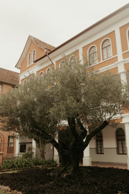 Alter Olivenbaum in Innenhof eines historischen Gebäudes auf Rhodos