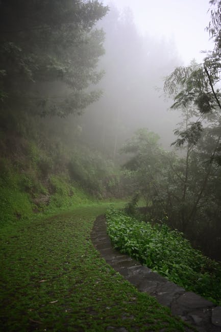 Foggy green trail winding through forest on Mount Smith, Rhodes