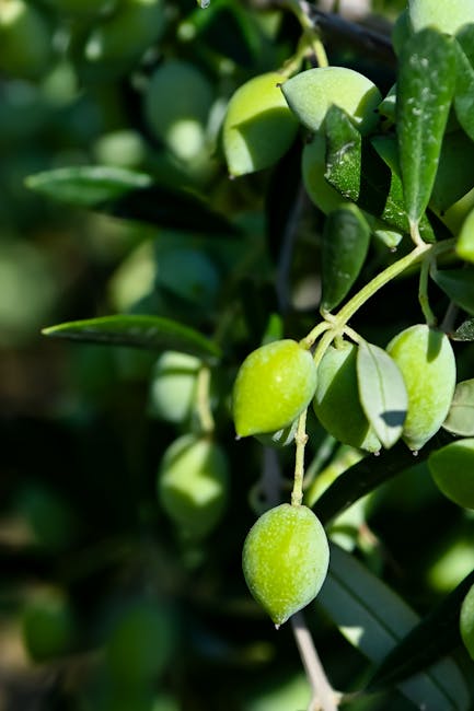 Grüne Oliven am Zweig in einem Olivenhain auf Rhodos