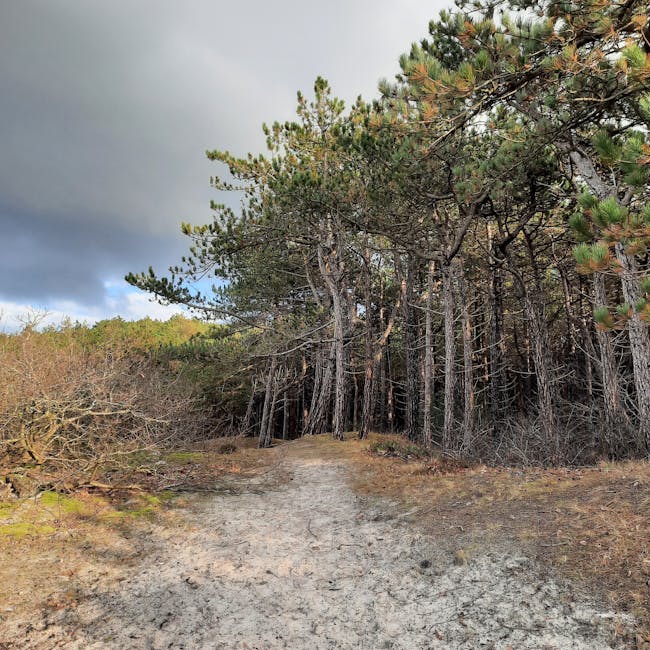 Wanderpfad durch Kiefernwald auf Monte Smith, bewölkter Himmel