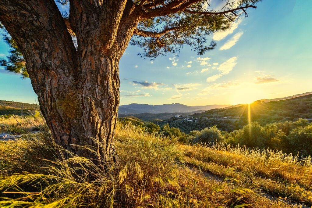 Arbre massif au premier plan, coucher de soleil sur collines de Rhodes