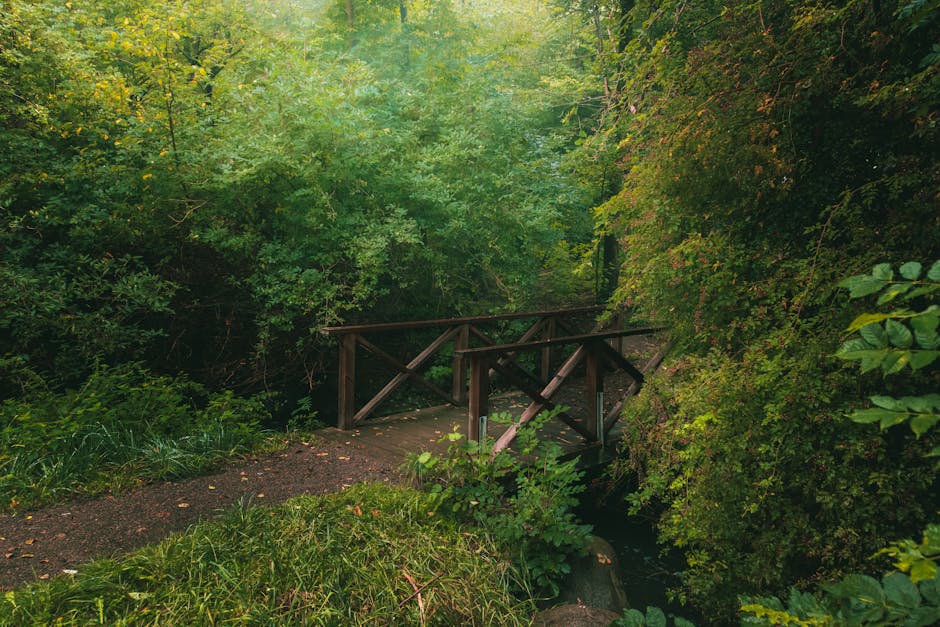 Wooden footbridge across shaded stream on a Rhodes forest trail