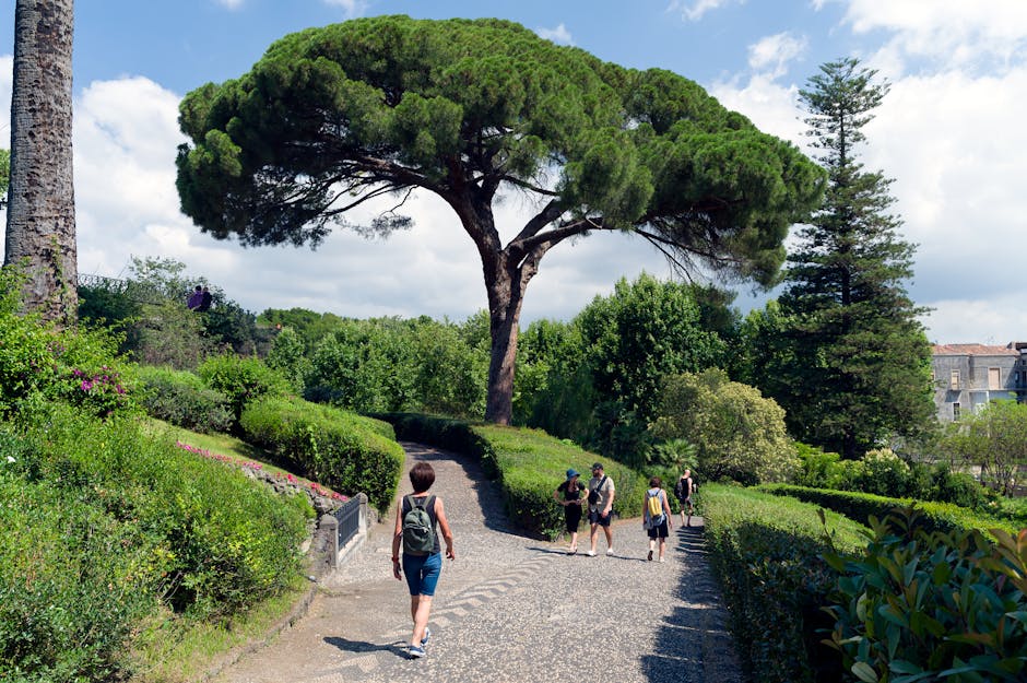 Sentiero alberato sul Monte Smith con grandi pini e visitatori a piedi