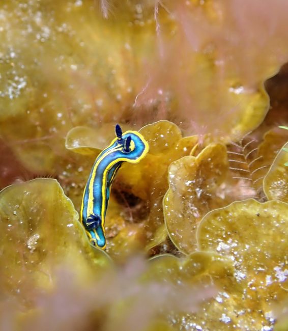 Macro nudibranch on colorful rock garden